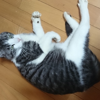 頭のいい猫です。