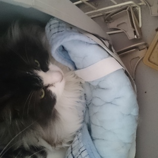 老猫ですが元気です。