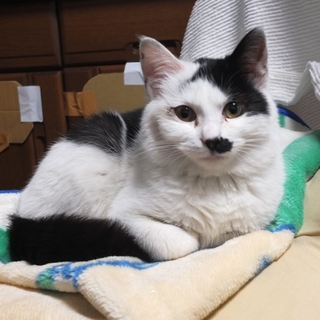 抱っこをせがむ甘えん坊チャッピー