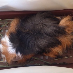 「キャリー対決・布VSプラスチック」サムネイル2