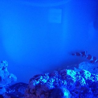 カクレクマノミ3匹、ナンヨウハギ1匹、ヤドカリ