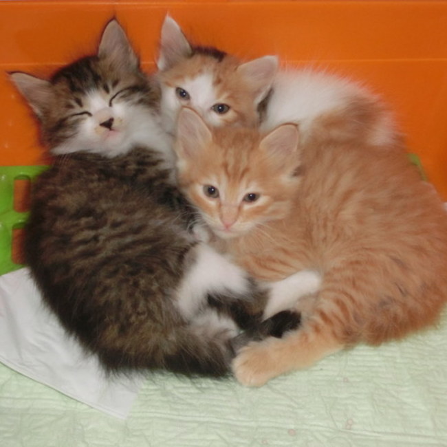 ねこの糸のカバー写真