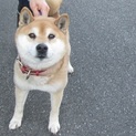 大人しく人が大好きな柴ミックス　ショウ君２歳位