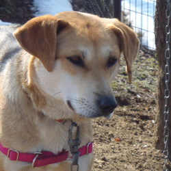 わんわんルーム定期譲渡会 サムネイル2