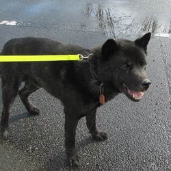 わんわんルーム定期譲渡会 サムネイル3