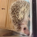 ハリネズミ ハンドリングOK