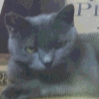 ロシアンブルーミックス兄妹