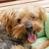 岡山保護犬日記(ぱんちょママ)(保護活動者)