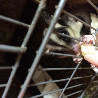 フクロモモンガ 女の子