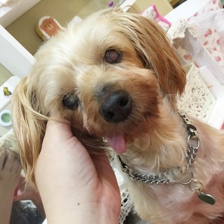 全盲のヨーキー（メス）*莉々菜ちゃん
