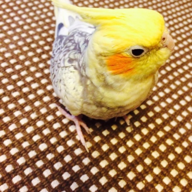 ぴろらのカバー写真