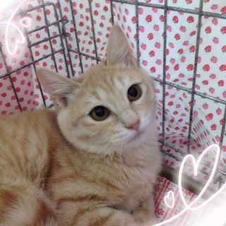 5ヶ月ｸﾘｰﾑﾍﾞｰｼﾞｭ　のﾊﾞﾝくん