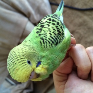 沢山のご応募と優しい里親様との出会いに感謝！