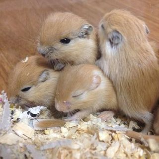 ＊複数応募があったため休止中＊幼少スナネズミ