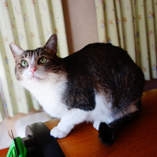 豊島区：穏やかのんびり4-5歳