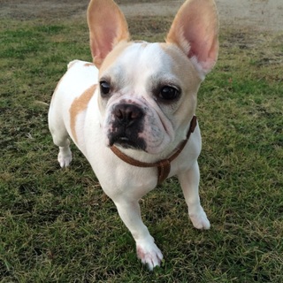 素敵な里親様に出会えました。ご応募有難ございます。