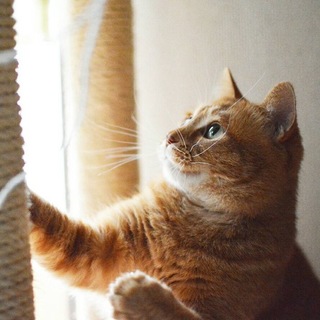 福島っ子杏ちゃん