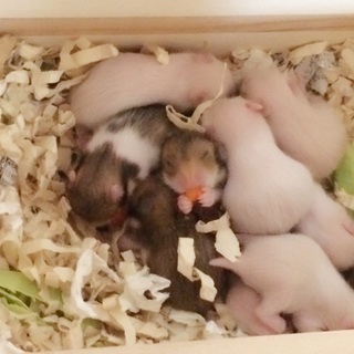 【2月7日生まれ】ゴールデンハムスターの里親募集