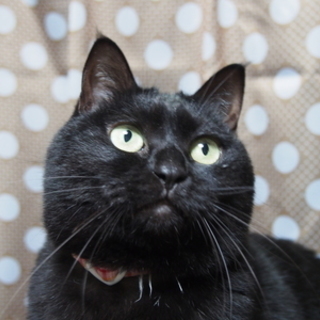 福島っ子ローズ