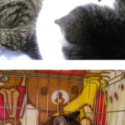 譲渡会終わりました。