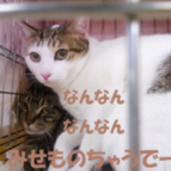 「譲渡会終わりました。」サムネイル2