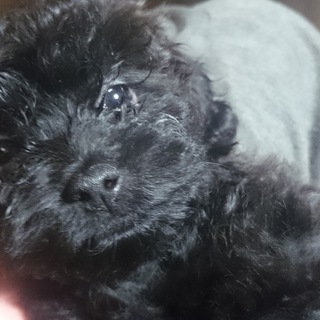 殆どトイプー 生後二ヶ月の黒色の女の子