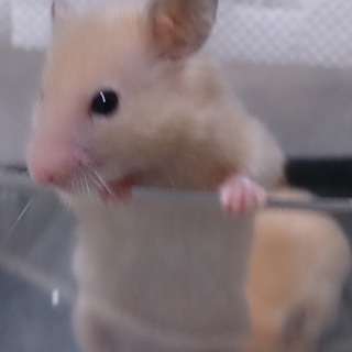 《1/23生まれ》ゴールデンハムスター