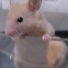 《1/23生まれ》ゴールデンハムスター サムネイル1