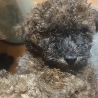 殆どトイプー 生後二ヶ月のまだら模様の男の子