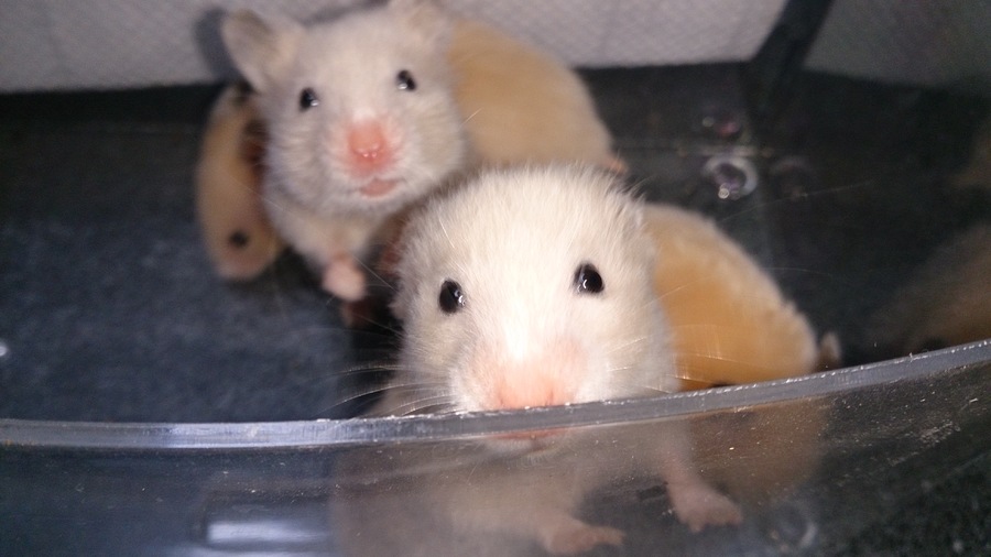 《1/23生まれ》ゴールデンハムスター サムネイル2