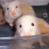 《1/23生まれ》ゴールデンハムスター サムネイル2