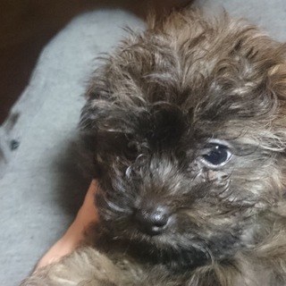 ほぼトイプー 生後二ヶ月のまだら模様の女の子