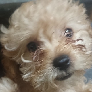 ほぼトイプー 生後二ヶ月のクリーム色の女の子