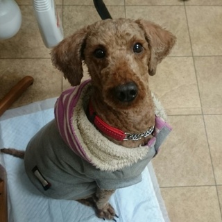 体重10キロ。ミディアムサイズのプードルです。