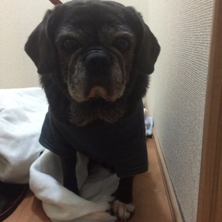 黒パグ♀　里親募集