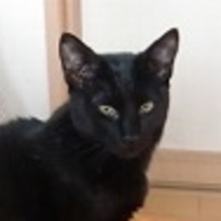 甘えん坊　くろちょん♪