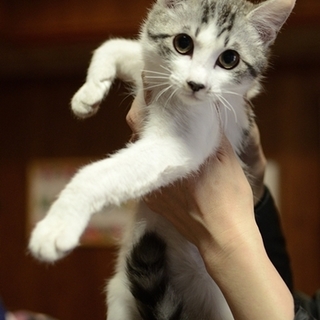 美人猫のモコちゃん　里親募集