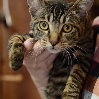 キジトラのシマ君　里親募集