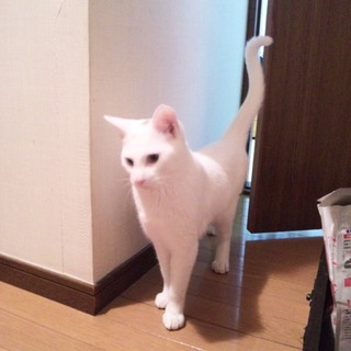 室内猫里親募集しています