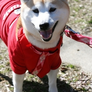 おっとり柴のハナちゃん　里親募集
