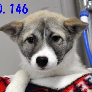 生後3か月の個性豊かな子犬達！