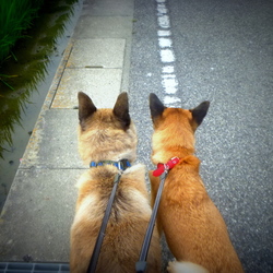 「保護犬トラちゃん」サムネイル2