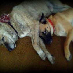 「保護犬トラちゃん」サムネイル1