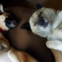 「保護犬トラちゃん」サムネイル3