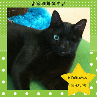 独眼竜ハンサムボーイこぐまちゃんのご家族募集中♪