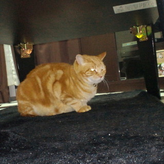 虐待です。片足ないです。愛情ください。