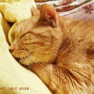 穏やかおおらか静かなおとな猫：チャトラのヌーボー君