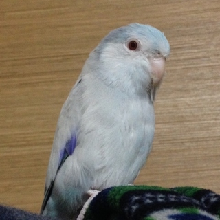 急募！マメルリハの里親さん