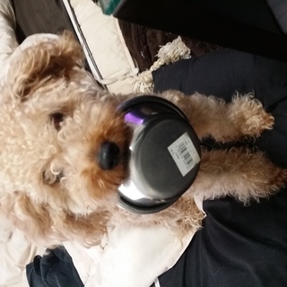 トイプードル オス 一才半です。