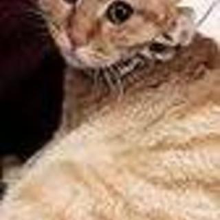 かわいい茶トラ女の子